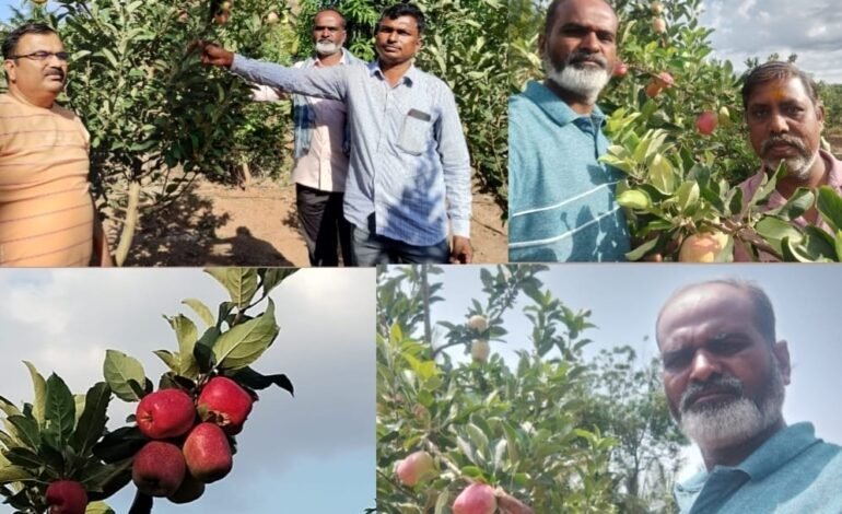 माणच्या दुष्काळी भागात फुलतेय सफरचंदाची बाग