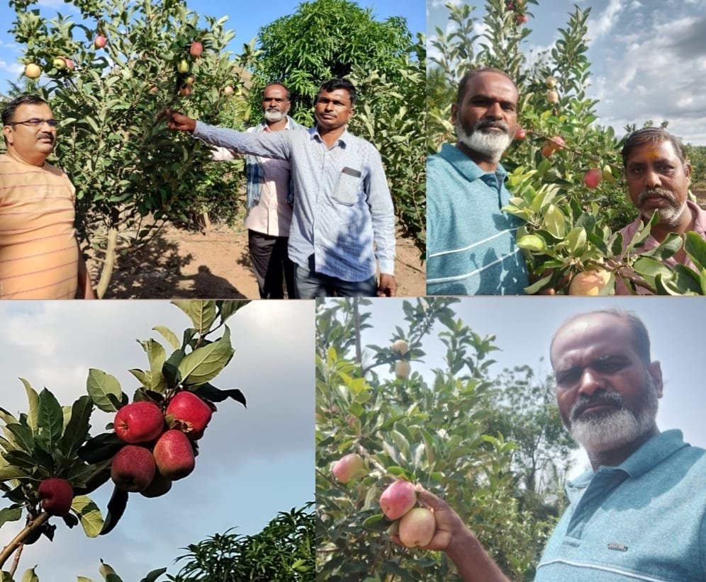 माणच्या दुष्काळी भागात फुलतेय सफरचंदाची बाग
