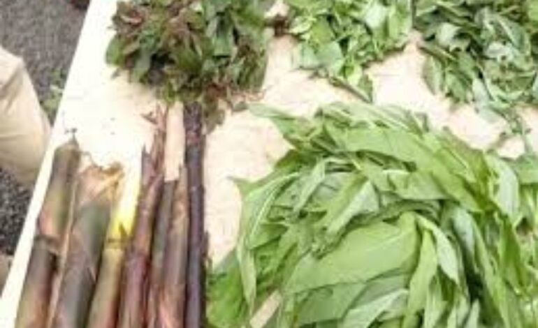 रानभाजी महोत्सवाचे 14 ऑगस्ट रोजी आयोजन,  नागरिकांनी लाभ घेण्याचे कृषि विभागाचे आवाहन