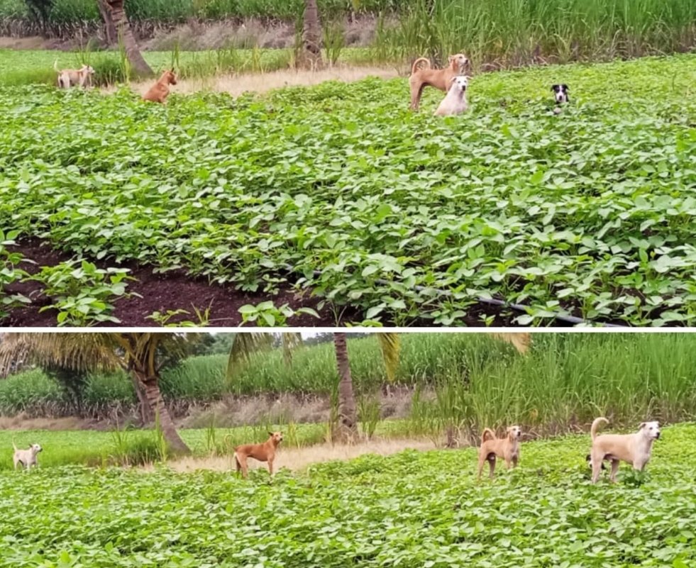 देगाव ता वाई येथे भटक्या कुत्र्यांच्या हल्ल्यात रेडकू फस्त