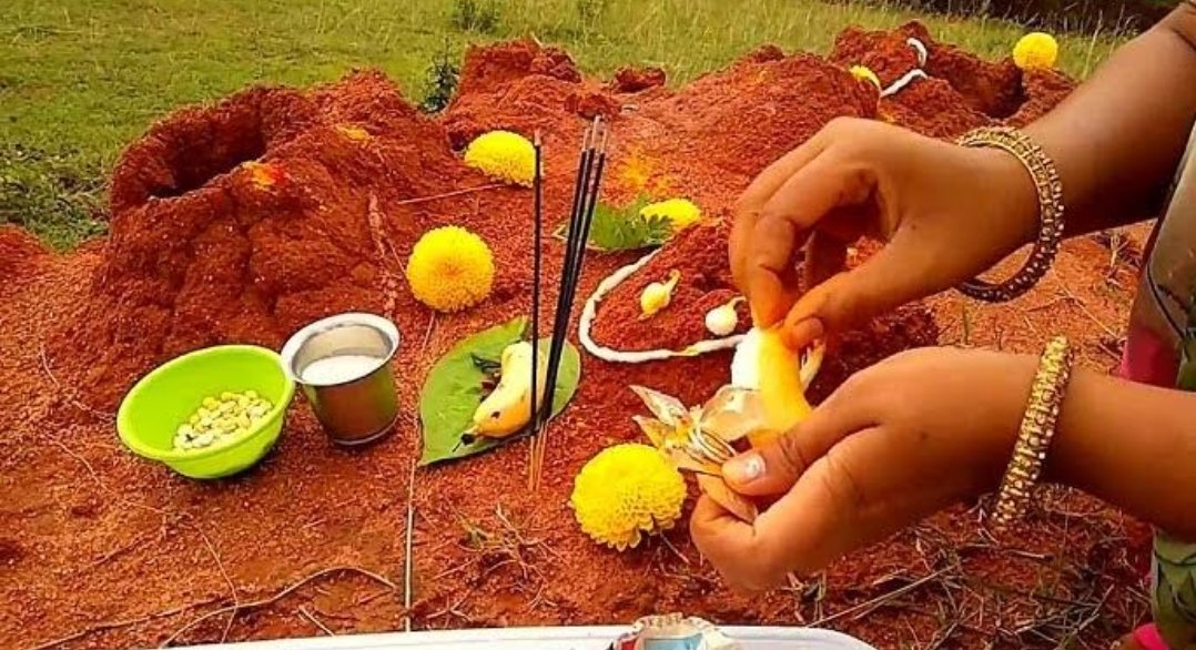 नागपंचमी साजरी कराच मात्र का ते नक्की वाचावे