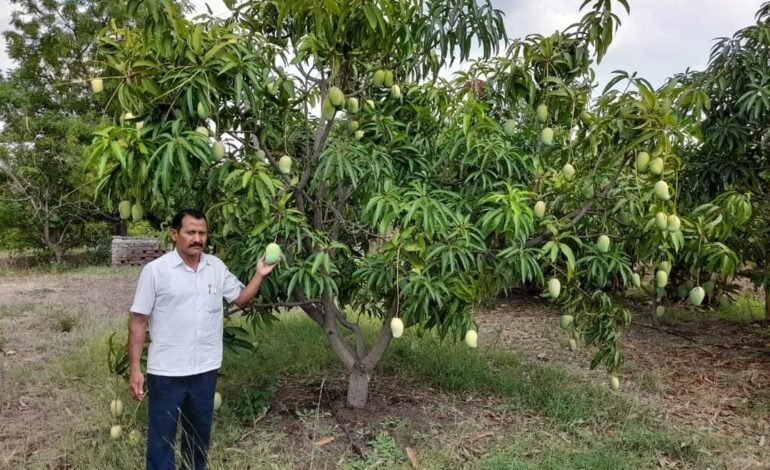 सेंद्रीय पद्धतीने फुलवलेल्या विषमुक्त फळबागेतून उद्धव बाबर मिळवत आहेत लाखोंचे उत्पन्न
