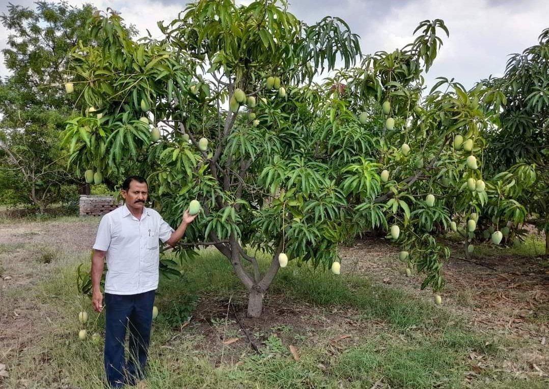 सेंद्रीय पद्धतीने फुलवलेल्या विषमुक्त फळबागेतून उद्धव बाबर मिळवत आहेत लाखोंचे उत्पन्न