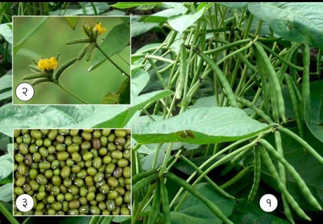 शिरुर तालुक्यातील मूग आणि उडिद पीकाकरिता नुकसान भरपाईचे आदेश जारी