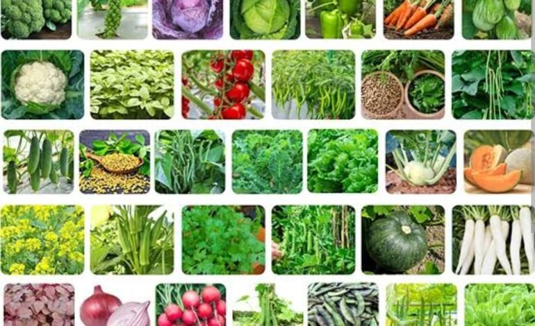 शेतकऱ्यांना शास्वत उत्पन्न देणारे भाजीपाल बियाणे मिनीकीट