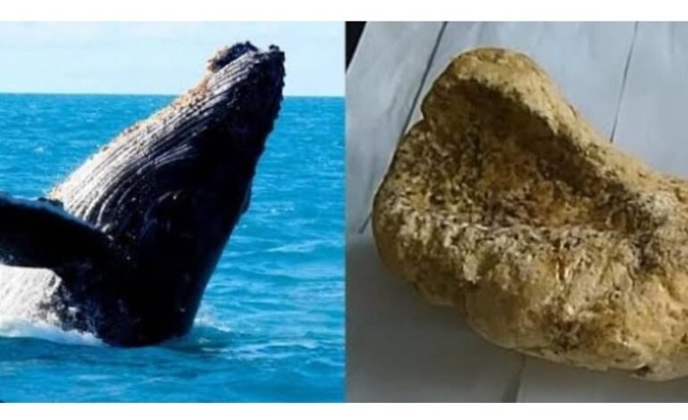 तब्बल 6 कोटी ५० लाख रु किमतीची साडेसहा किलोग्रॅम व्हेल माश्याची उलटी, वजनकाटा व एक वाहन महाबळेश्वर मध्ये जप्त : वनविभागाची कारवाई