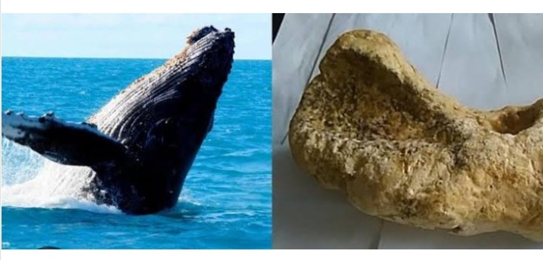 तब्बल 6 कोटी ५० लाख रु किमतीची साडेसहा किलोग्रॅम व्हेल माश्याची उलटी, वजनकाटा व एक वाहन महाबळेश्वर मध्ये जप्त : वनविभागाची कारवाई