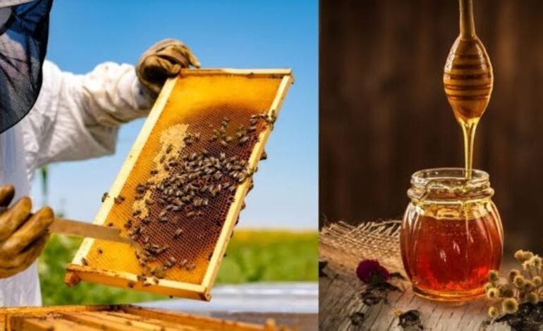 मध उद्योग वाढीसाठी प्रशिक्षण व साहित्य वाटप योजनेचा लाभ घेण्याचे आवाहन