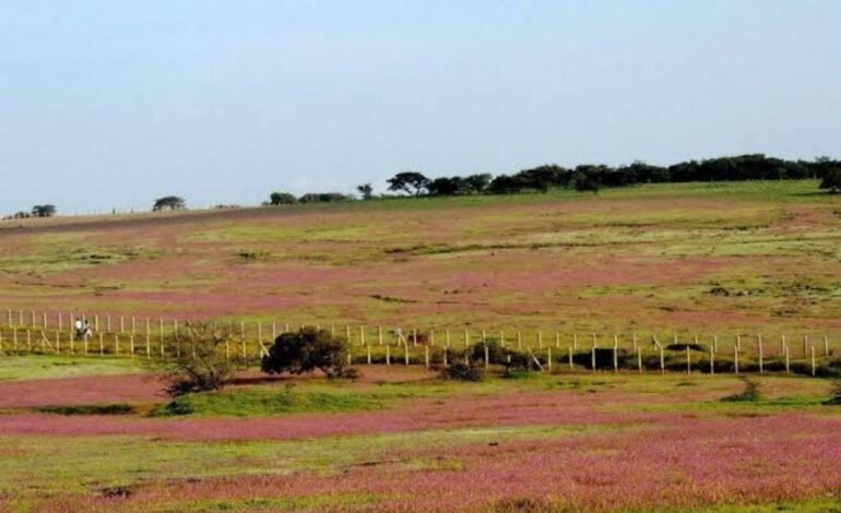 कास पठारावरील जमीन विक्रीबाबतच्या खोट्या प्रलोभनाला बळी न पडण्याचे आवाहन – तहसीलदार राजेश जाधव