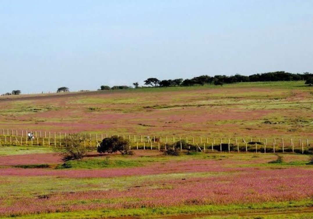 कास पठारावरील जमीन विक्रीबाबतच्या खोट्या प्रलोभनाला बळी न पडण्याचे आवाहन – तहसीलदार राजेश जाधव