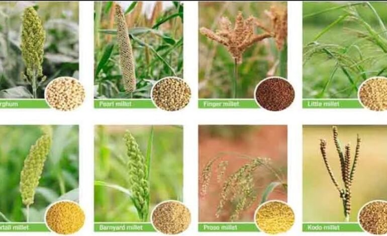 जिल्हास्तर युवा महोत्सव प्रवेशिका सादर करण्याचे आवाहन