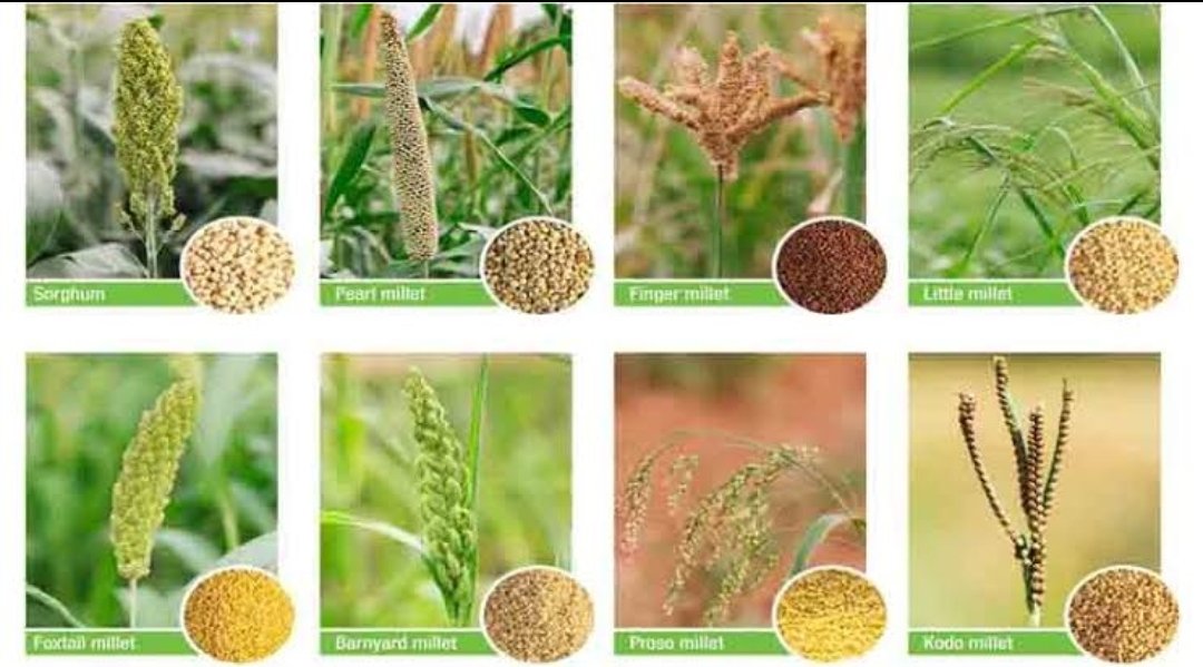 जिल्हास्तर युवा महोत्सव प्रवेशिका सादर करण्याचे आवाहन