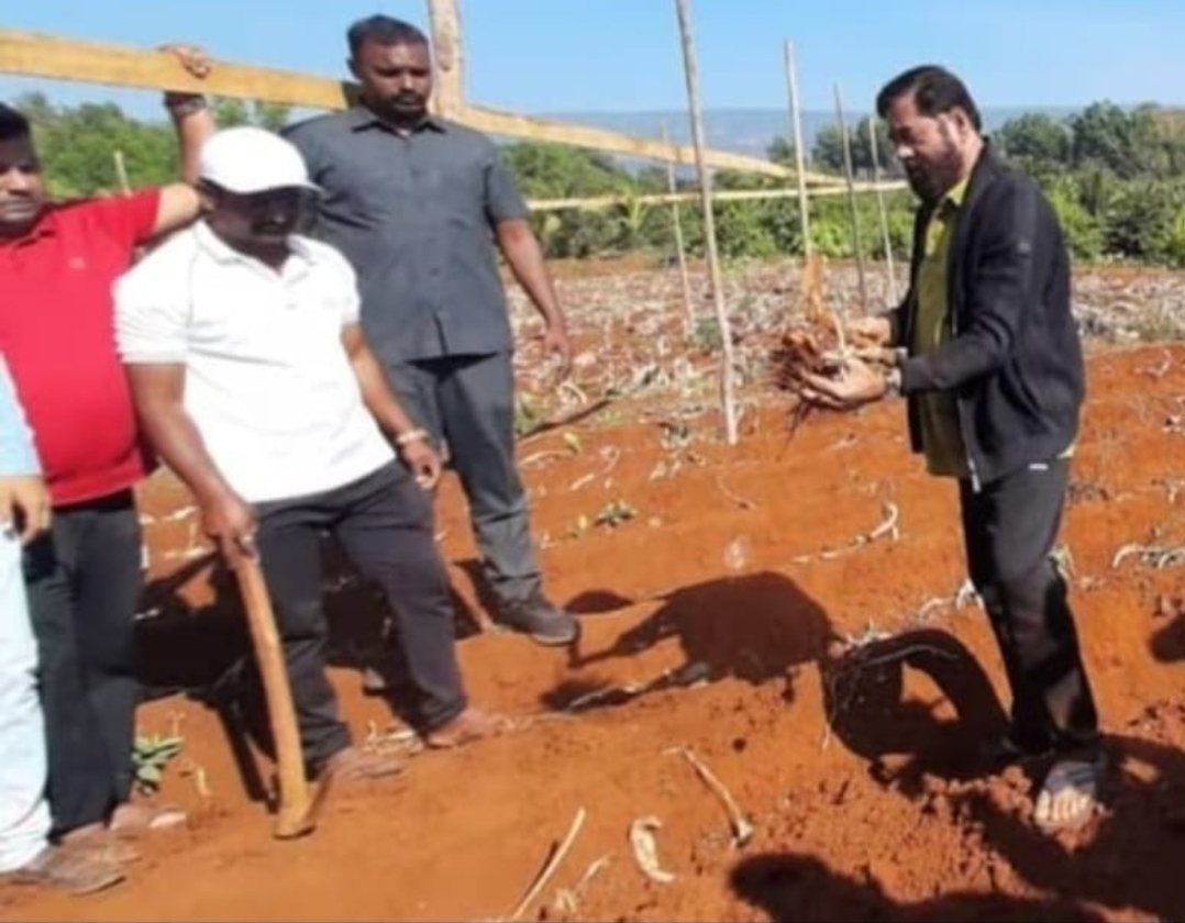 मुख्यमंत्री शिंदे रमले शेतात ! गावी आलो की माझे पाय आपोआप शेतीकडे वळतात; मुख्यमंत्री एकनाथ शिंदे