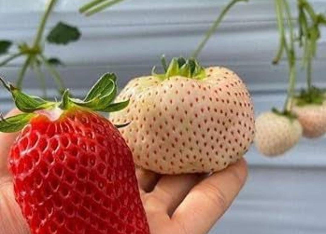 भारतातील पहिला अनोखा प्रयोग महाराष्ट्रातील वाई तालुक्यात लालबुंद नाही तर पांढऱ्या शुभ्र स्ट्रॉबेरीची लागवड