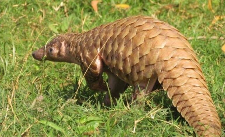 खवले मांजराच्या तस्करीप्रकरणी ६ आरोपींना वनकोठडी