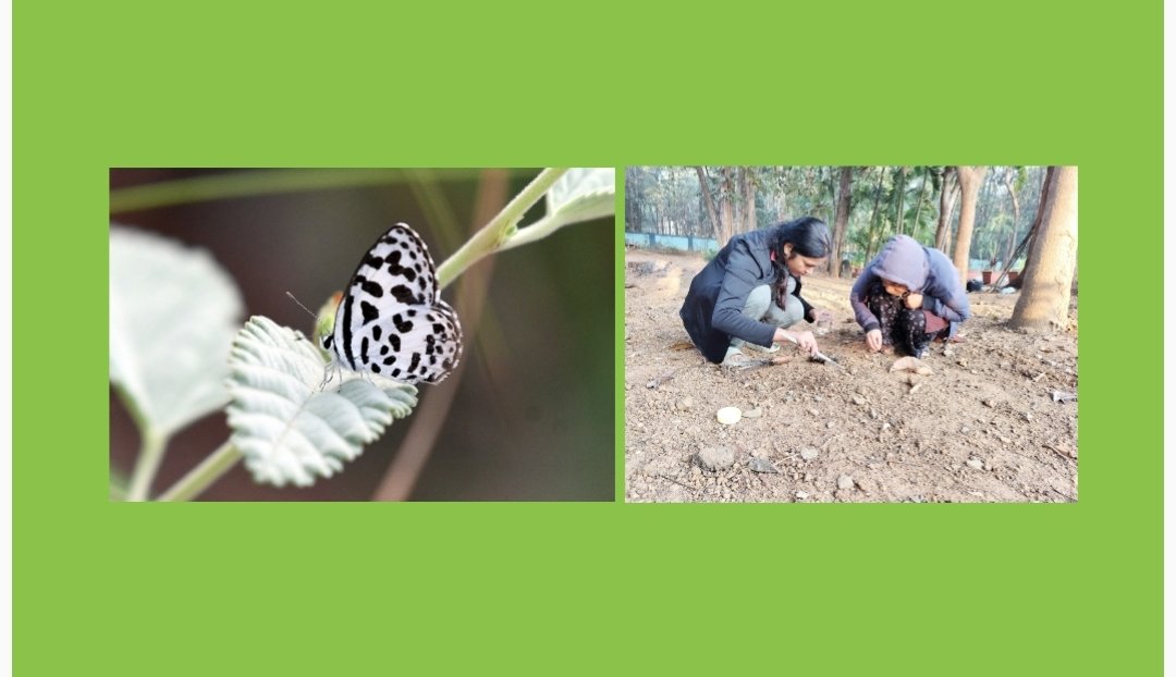 पश्चिम घाटातील 30,000 हून अधिक जीवजंतूंचे भारतीय प्राणी सर्वेक्षणमार्फत दस्तऐवजीकरण, DNA अहवालाचे कामही वेगाने सुरू
