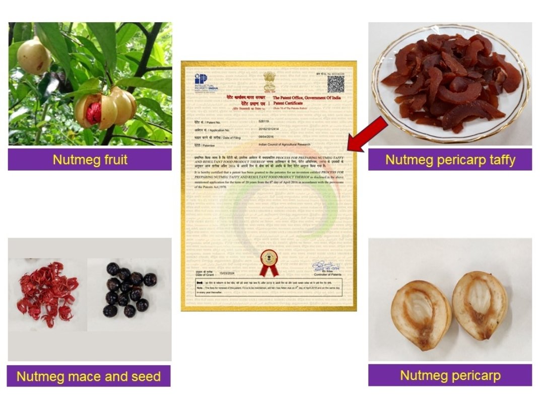 आयसीएआर – सीसीएआरआय गोव्याच्या ‘जायफळ टॅफी’ आविष्काराला मिळाले पेटंट