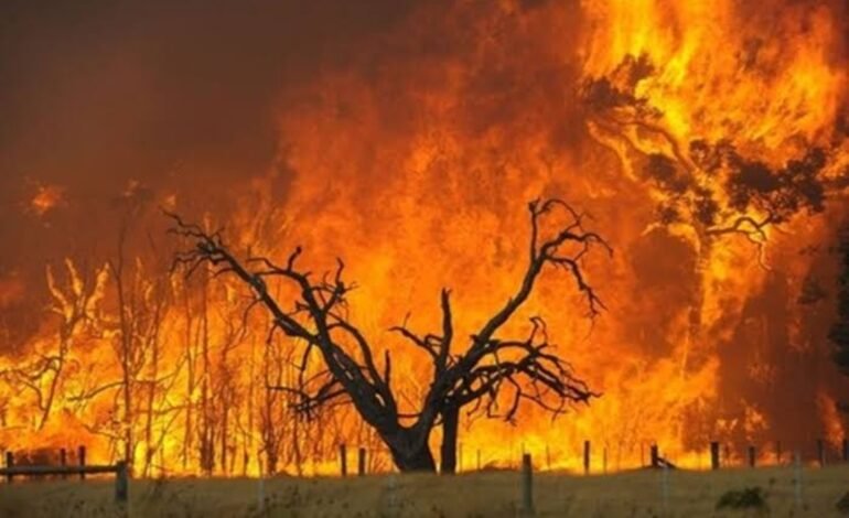 झाडांना आगी लावणाऱ्यांवर आता होणार गुन्हा दाखल, वाई बांधकाम विभागाचे वाई आणि भुईज पोलिसांना पत्र