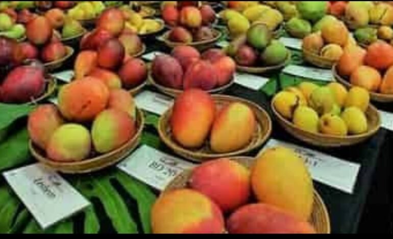 दि. 19 मे पासून ‘कोल्हापूर आंबा महोत्सव’ 2024 चे आयोजन