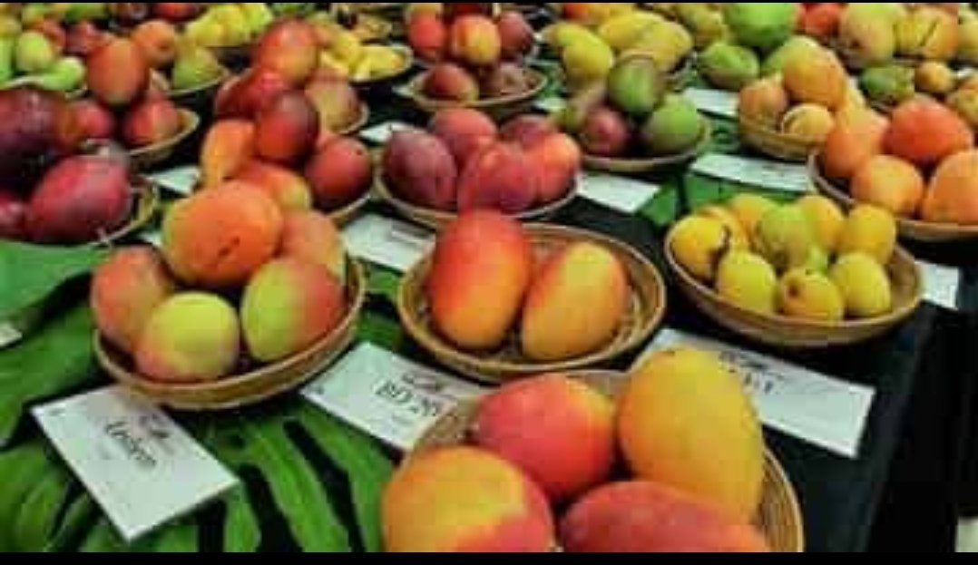 दि. 19 मे पासून ‘कोल्हापूर आंबा महोत्सव’ 2024 चे आयोजन