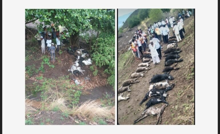 पसरणी येथे वीज पडुन ३८ बकर्‍या मृत्युमुखी
