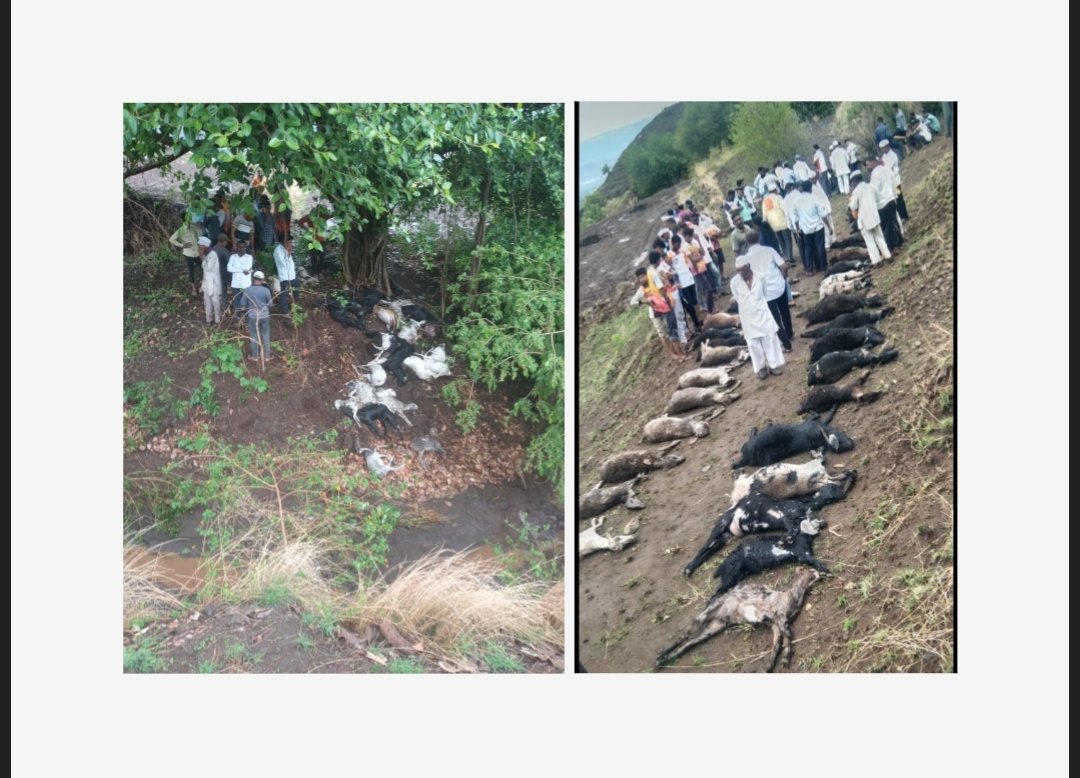 पसरणी येथे वीज पडुन ३८ बकर्‍या मृत्युमुखी