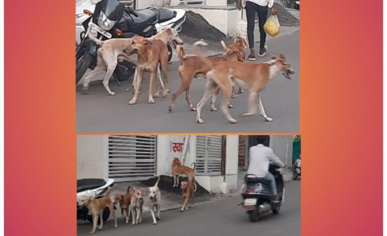 भटकी कुत्री बनतायेत शाळकरी मुलांचा घात