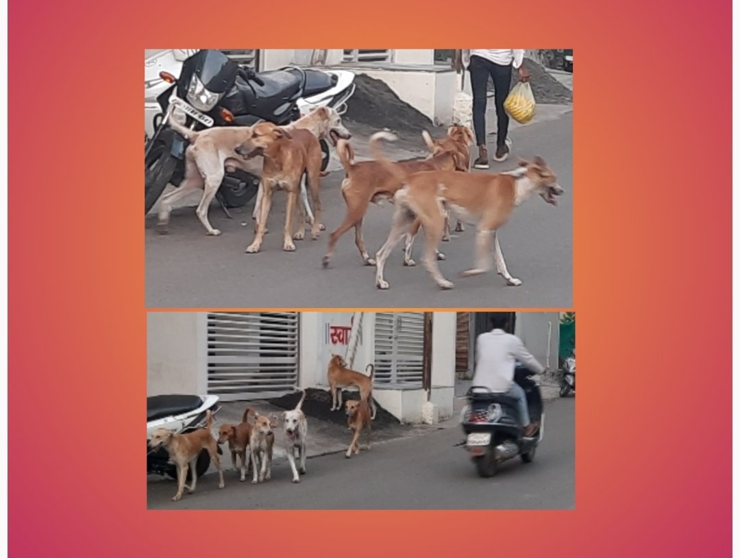 भटकी कुत्री बनतायेत शाळकरी मुलांचा घात