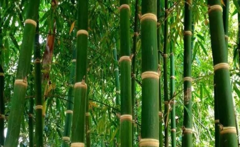 पृथ्वीच्या रक्षणासाठी बांबू शेती उपयुक्त – राज्य कृषी मूल्य आयोगाचे अध्यक्ष पाशा पटेल