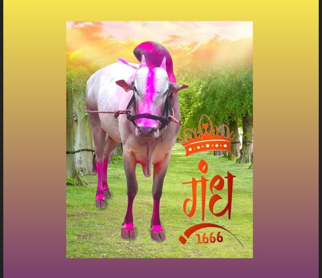 बैलगाडा शौकिनांना ‘आनंद’ देणारा ‘गंध’ हरपला…