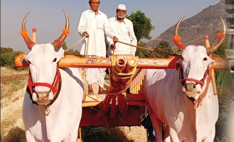 बावधन मधील प्रधान व राजा बैल जोडी ठरली संत ज्ञानेश्वर माऊलींच्या रथाची सारथी