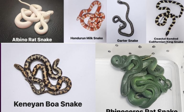 मुंबई सीमाशुल्क विभागाने छत्रपती शिवाजी महाराज आंतरराष्ट्रीय (CSMI) विमानतळावर परदेशी वन्यजीव तस्करीचा प्रयत्न रोखला