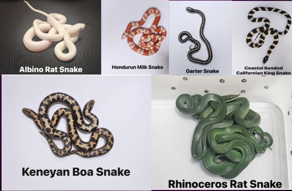 मुंबई सीमाशुल्क विभागाने छत्रपती शिवाजी महाराज आंतरराष्ट्रीय (CSMI) विमानतळावर परदेशी वन्यजीव तस्करीचा प्रयत्न रोखला