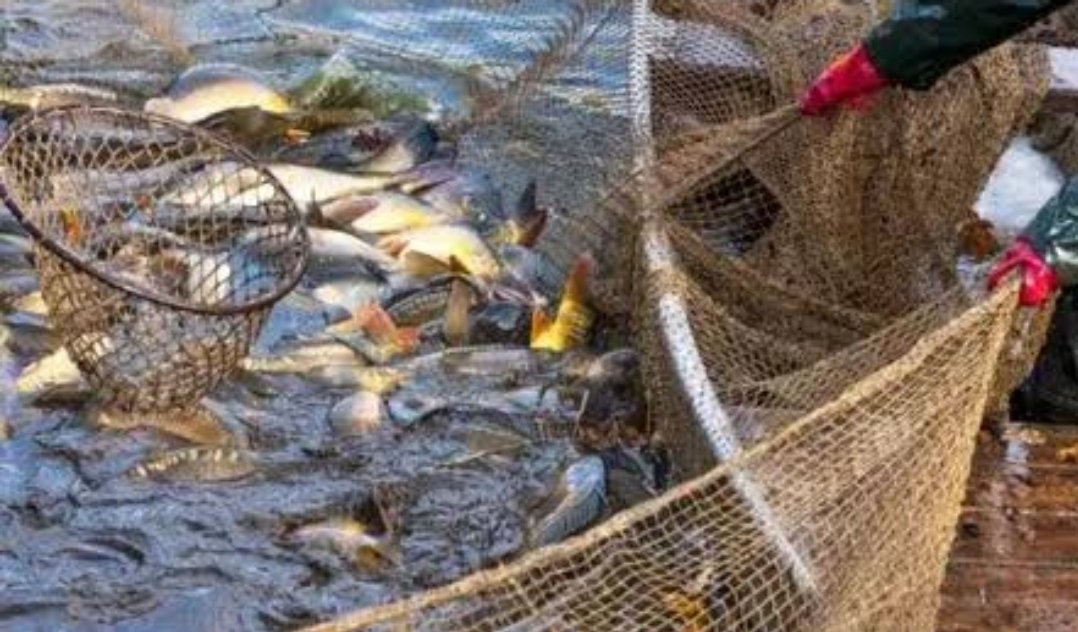 पुणे व छत्रपती संभाजीनगर विभागातील मत्स्यव्यावसायिकांचा शनिवारी सन्मान सोहळा