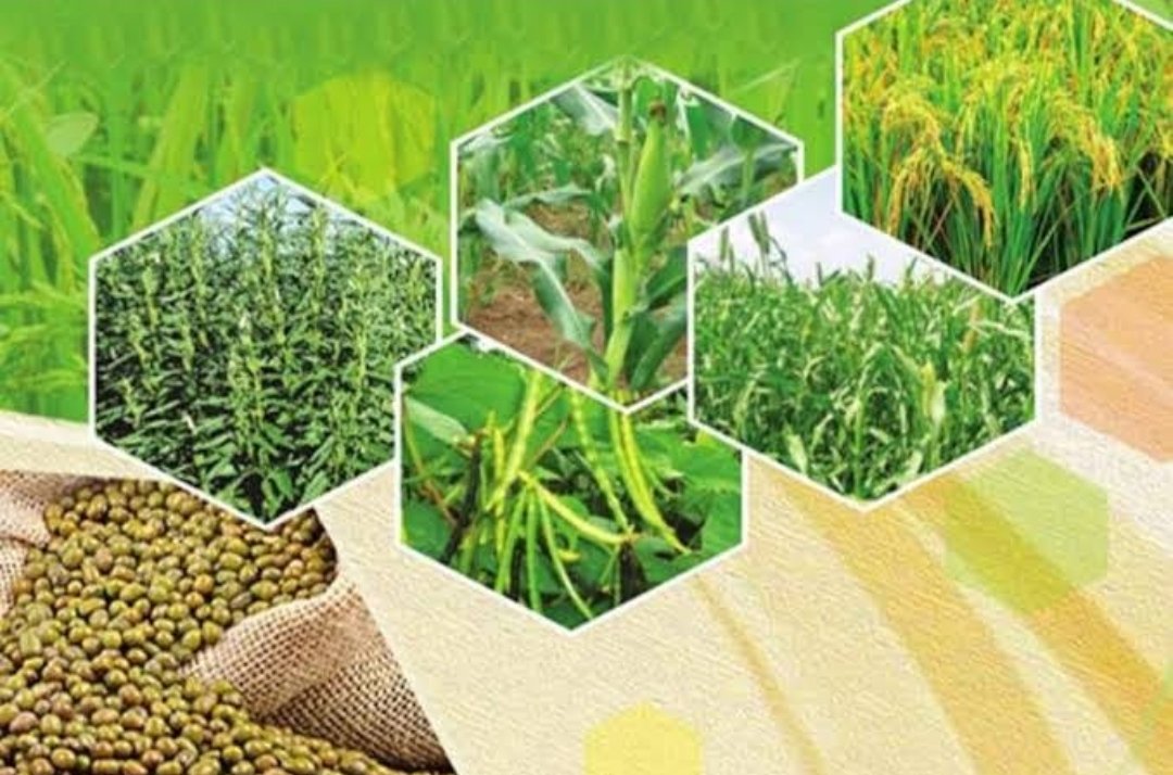 खरीप व रब्बी हंगामातील पीकस्पर्धा जाहीर