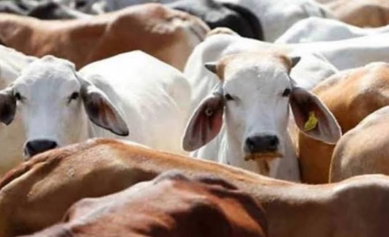 देशी गोवंशाच्या संरक्षणाला चालना; गायींच्या परिपोषणासाठी अनुदान योजना