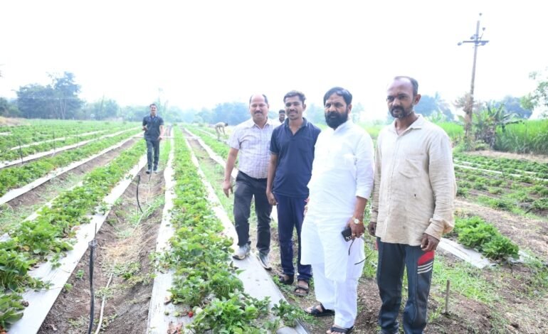 फलोत्पादन मंत्री भरतशेठ गोगावले यांची वाई तालुक्यातील ओझर्डे गावातील स्ट्रॉबेरी शेताला भेट
