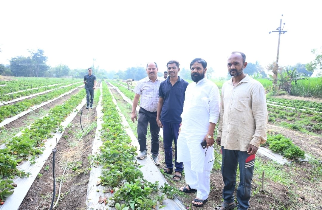 फलोत्पादन मंत्री भरतशेठ गोगावले यांची वाई तालुक्यातील ओझर्डे गावातील स्ट्रॉबेरी शेताला भेट