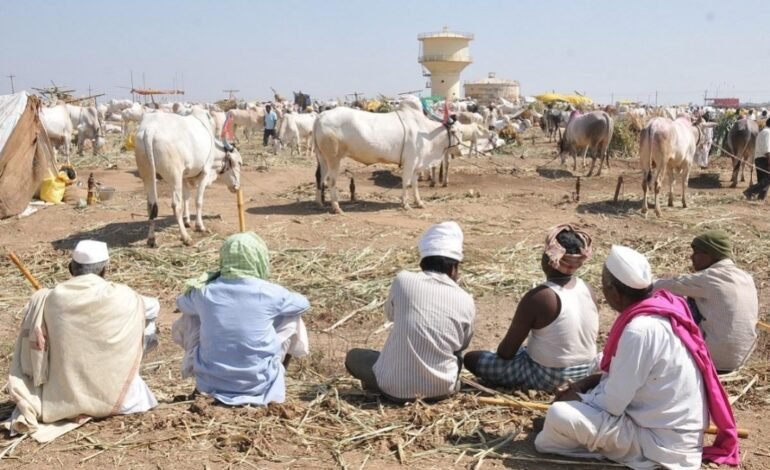 वेलंगचा जंगी जनावर बाजार सज्ज!