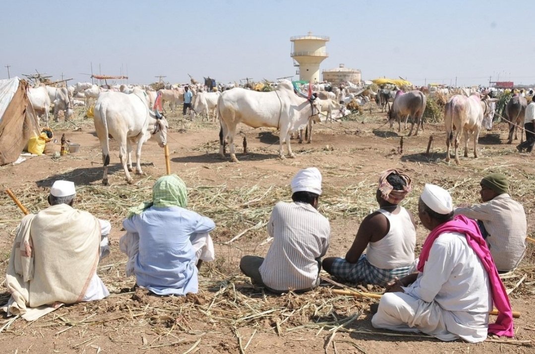 वेलंगचा जंगी जनावर बाजार सज्ज!