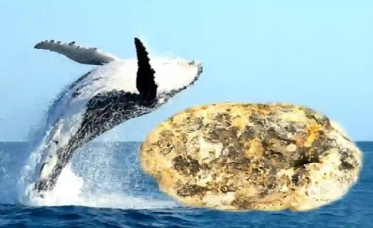 कोट्यवधींच्या ‘एम्बरग्रीस’ तस्करीचा पर्दाफाश; महाबळेश्वरमध्ये वनविभागाची मोठी कामगिरी