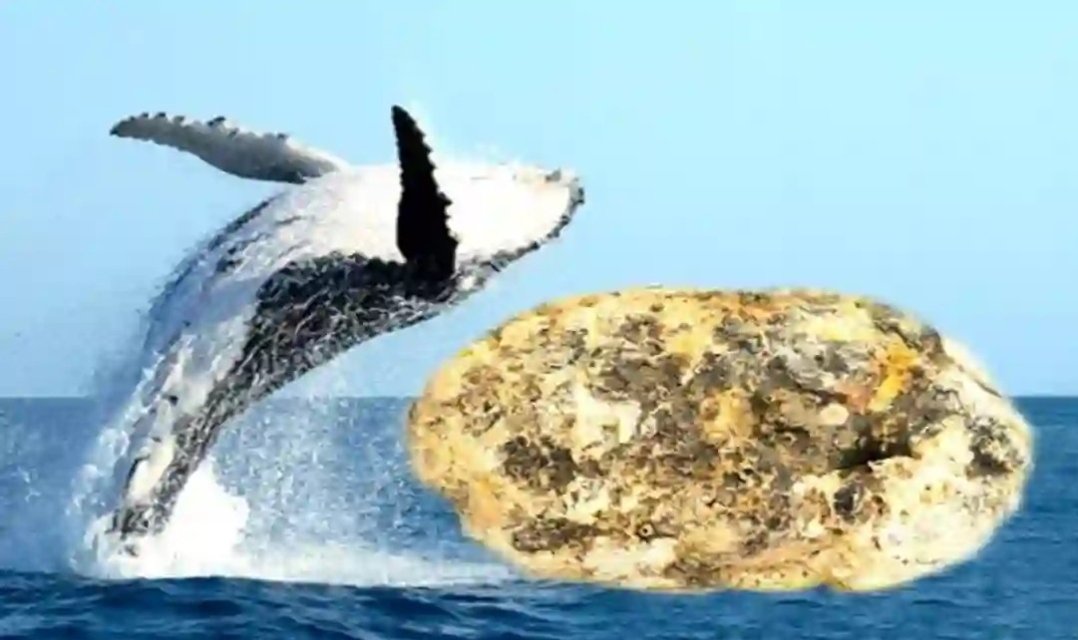 कोट्यवधींच्या ‘एम्बरग्रीस’ तस्करीचा पर्दाफाश; महाबळेश्वरमध्ये वनविभागाची मोठी कामगिरी