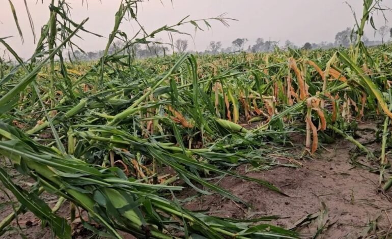 सातारा जिल्ह्यात अवकाळीचा कहर; ६०० शेतकरी बाधित
