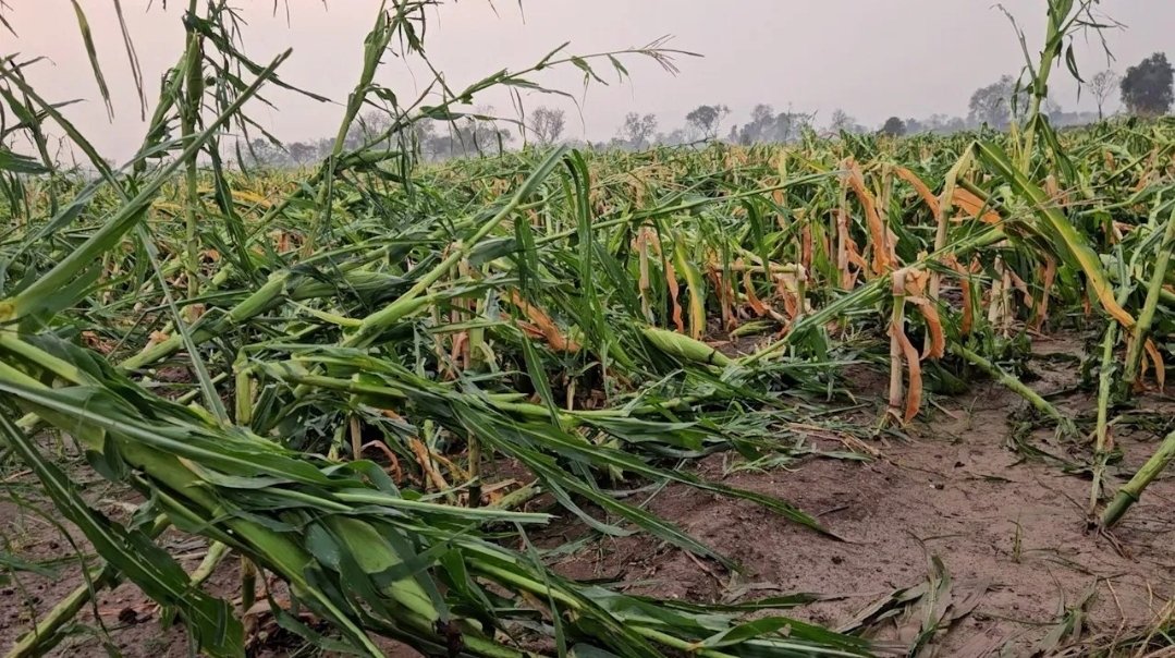 सातारा जिल्ह्यात अवकाळीचा कहर; ६०० शेतकरी बाधित