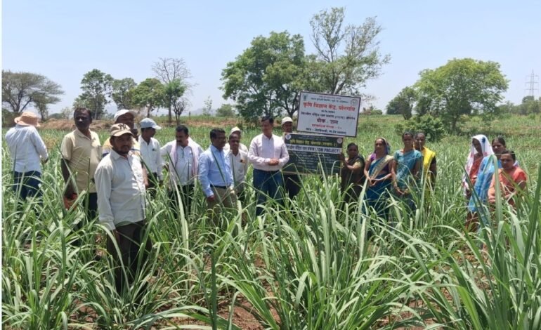 जमीन आरोग्य व्यवस्थापनासाठी एकात्मिक खत व्यवस्थापन आवश्यक :डॉ संग्राम काळे