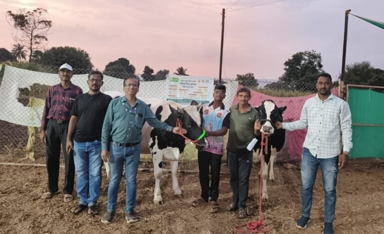 वाईतून जिल्ह्यातील पशुविमा योजनेचा श्रीगणेशा!